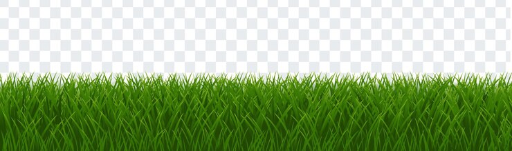 Vecteur l'herbe verte isolée et le fond blanc