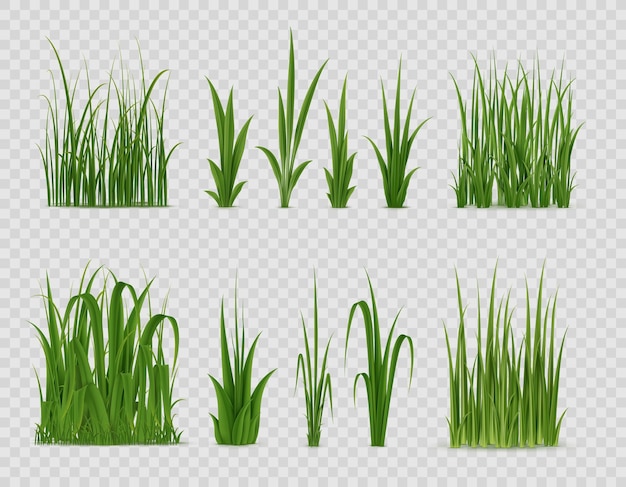 Herbe verte réaliste Des pousses de champs, de la végétation, des prairies réalistes, des jardins, des courts ou des parcs, des pelouses, des pâturages isolés, des roseaux ou des roseaux, des plantes agricoles, des feuilles de riz ou de blé, des bordures de feuilles vectorielles 3D de Pâques.