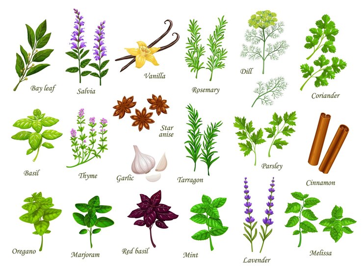 Vecteur herbes de cuisine de dessin animé et plantes d'épices de cuisine