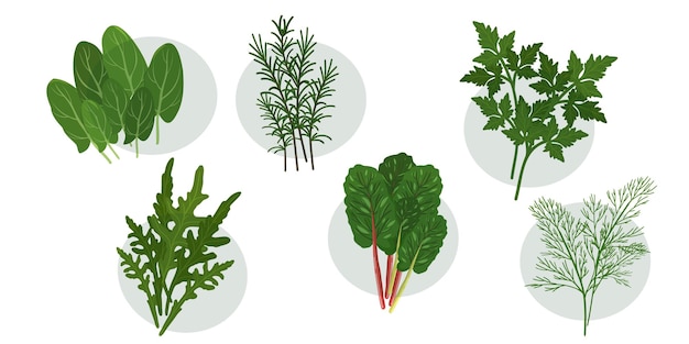 Herbes culinaires et épices. Régler. Illustration vectorielle de blettes, romarin, basilic, épinards, aneth