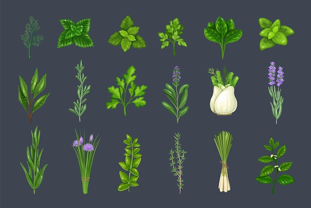 Herbes culinaires et épices