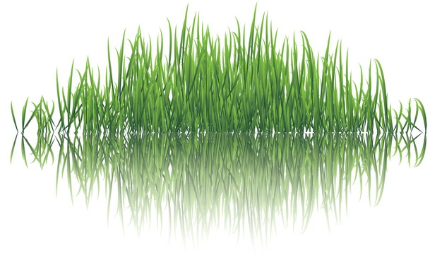 Vecteur les herbes sur l'eau