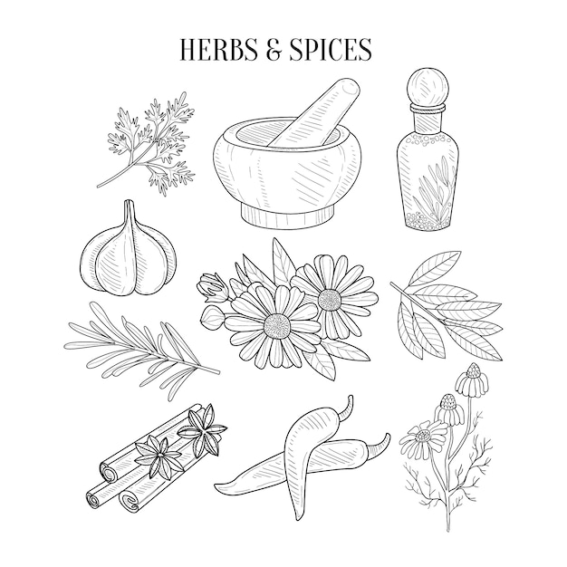 Herbes et épices isolés croquis réalistes dessinés à la main