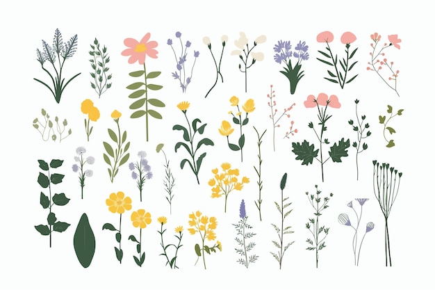 Vecteur herbes de fleurs sauvages ensemble botanique de plantes à base de plantes florales de prairie et de champ isolé sur fond blanc illustration de dessin animé de vecteur