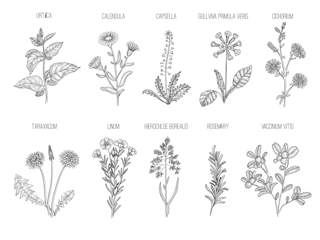 Herbes Médicales. Collection Florale à Base De Plantes Fleurs Saines Feuilles Illustrations Dessinées à La Main