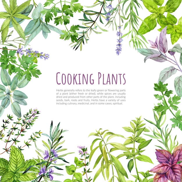 Herbes Et Plantes Culinaires, Cadre, Aquarelle Dessinée à La Main