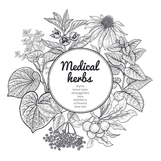 Vecteur herbes et plantes médicinales carte noir et blanc