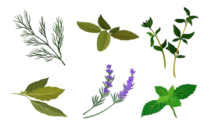 Vecteur herbes pour la cuisine set vectoriel de cuisson collection d'ingrédients concept de verdure biologique fraîche