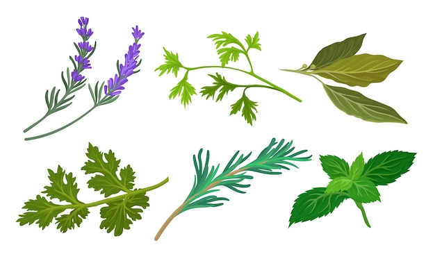 Herbes pour la cuisine Set vectoriel de cuisson Collection d'ingrédients Concept de verdure biologique fraîche