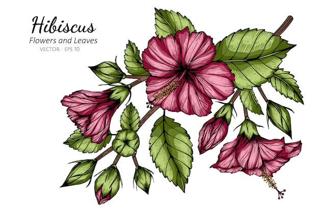 Vecteur hibiscus rose fleur et feuille dessin illustration avec dessin au trait sur fond blanc.