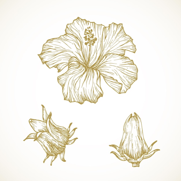 Hibiscus Sabdariffa Fleurs Dessinés à La Main Doodle Illustration Vectorielle Floral Feuillage Tropical Croquis Style Dessin Isolé
