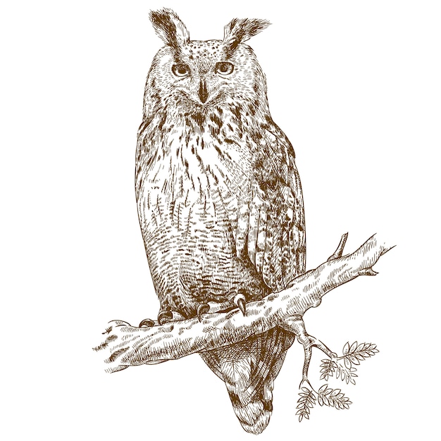 Hibou gravure