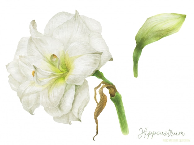 Hippeastrum Aquarelle Fleur Et Bourgeon