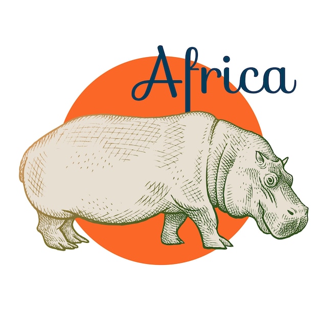 Hippopotame D'animaux D'afrique