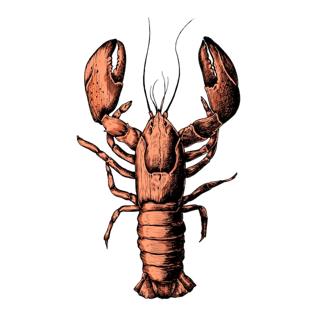 Homard dessiné à la main isolé