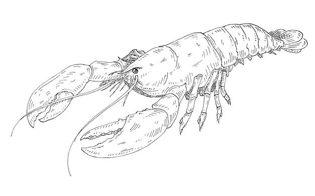 Homard Vintage éclosion vector illustration monochrome noir isolé sur fond blanc