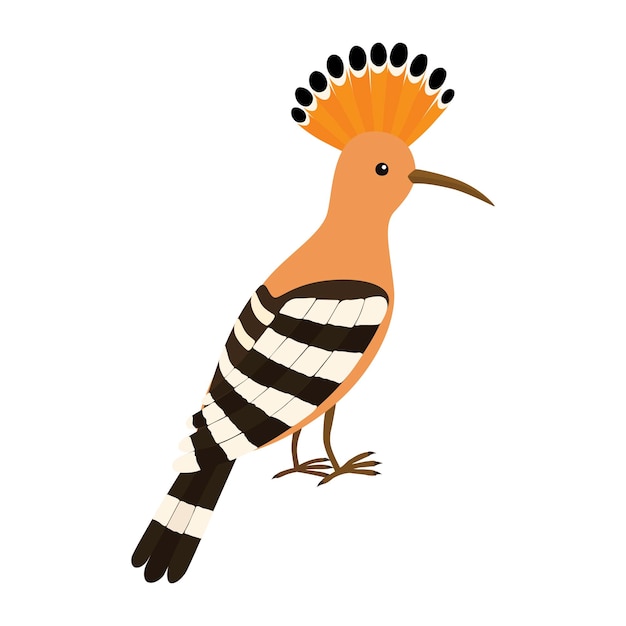 Hoopoe Bird