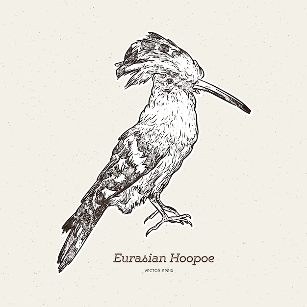 Hoopoe oiseau dessiné à la main