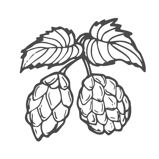 Vecteur hop de bière dans le style de gravure isolé sur fond blanc élément de conception pour le panneau d'étiquette du logo