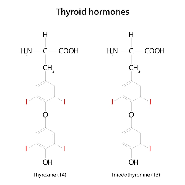 Vecteur hormones thyroïdiennes thyroxine t4 et triiodothyronine t3