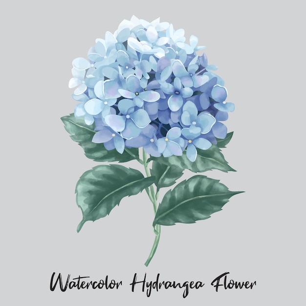 Hortensia bleu ou hortensia illustration de fleurs en fleurs dans un style Aquarelle