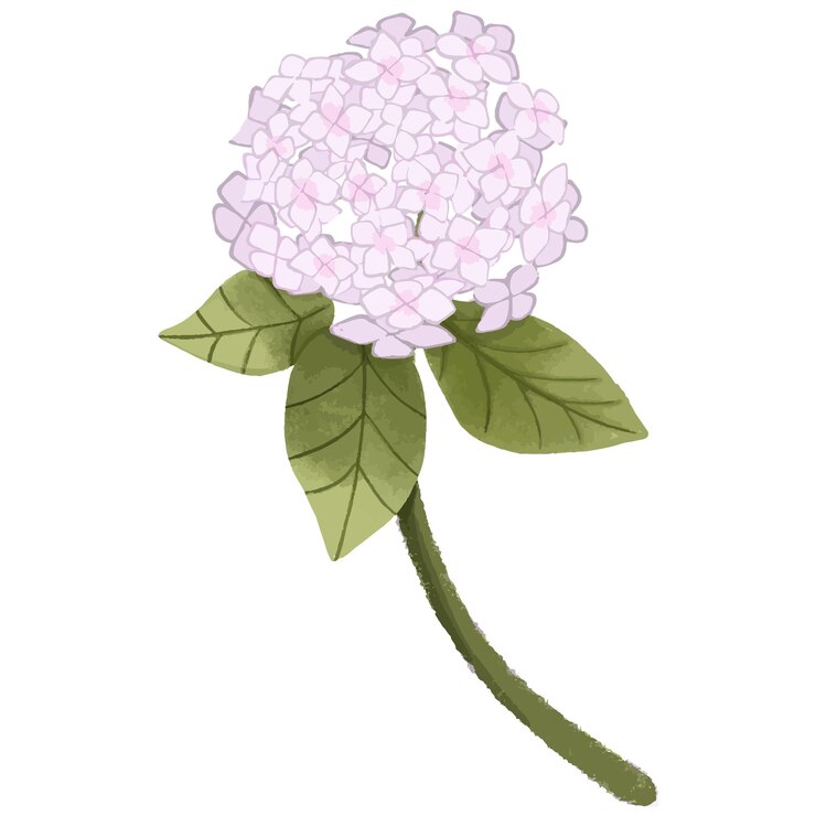 Vecteur hortensie pourpre
