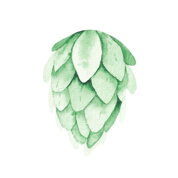 Houblon aquarelle