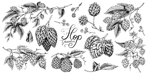 Houblon et bière de malt d'orge Ensemble vintage gravé Collection dessinée à la main Croquis pour le menu Web ou pub Éléments de conception isolés sur fond blanc