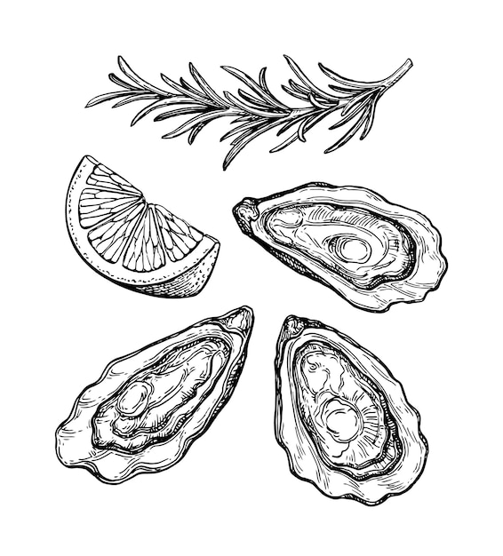 Vecteur huîtres au citron et romarin. dessin à l'encre de style vintage.