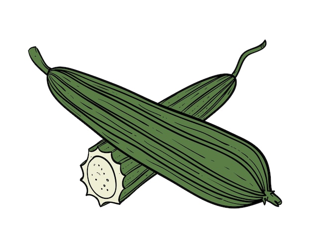 Vecteur icône de courgette thème des aliments sains et biologiques de légumes design isolé illustration vectorielle