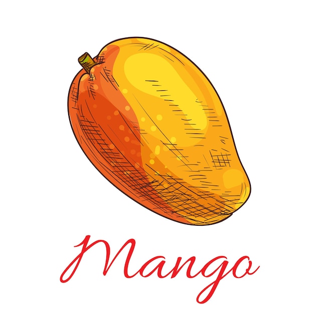 Icône de croquis de couleur de vecteur de fruit de mangue