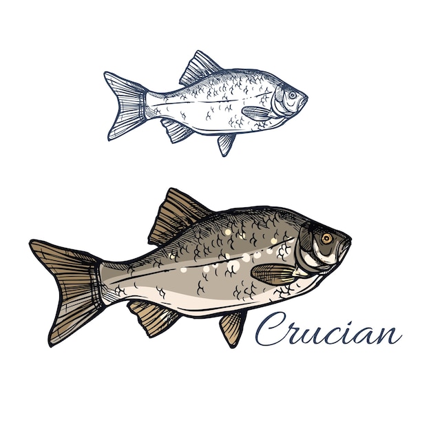 Icône de croquis isolé de vecteur de poisson Crucian