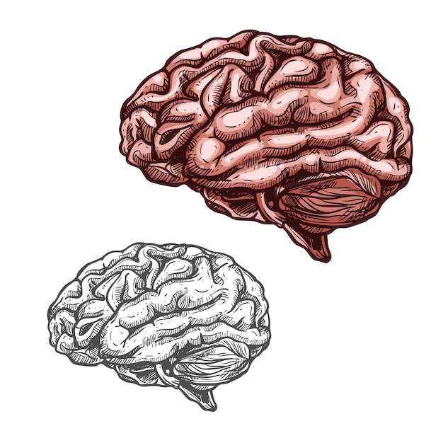 Icône De Croquis De Vecteur Cerveau Organe Humain