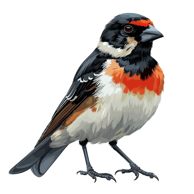 Vecteur icône de dessin animé grosbeak isolée sur fond transparent pour le concepteur