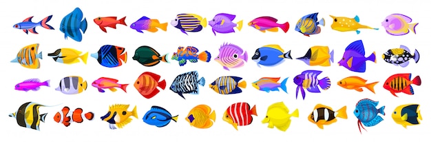 Icône de dessin animé de poissons tropicaux. Icône de dessin animé isolé animaux d'aquarium. Illustration vectorielle poissons tropicaux sur fond blanc.