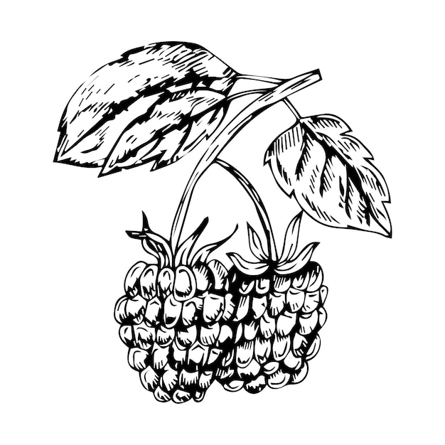 Icône de doodle de contour de framboise dessinée à la main de vecteur.