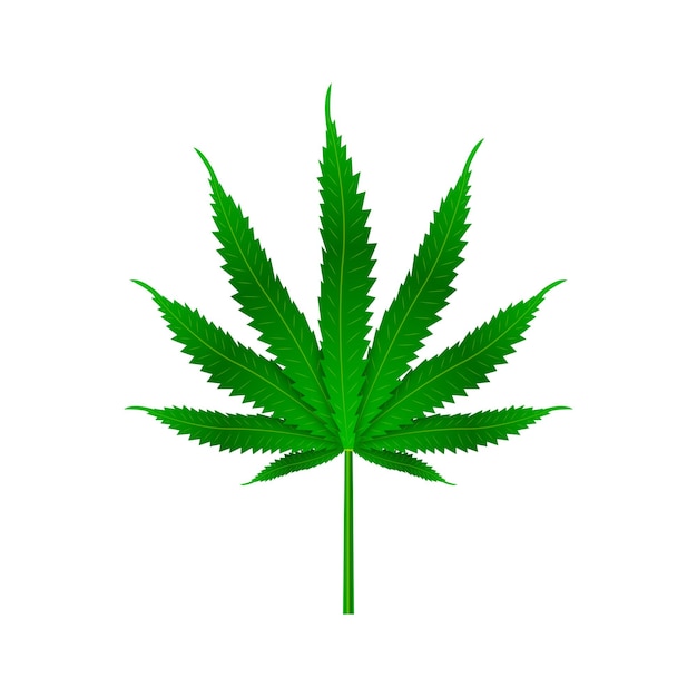 Icône de feuille de chanvre Feuille verte indica sativa isolée fond blanc Plante médicinale à base de plantes Cannabis naturel Illustration vectorielle
