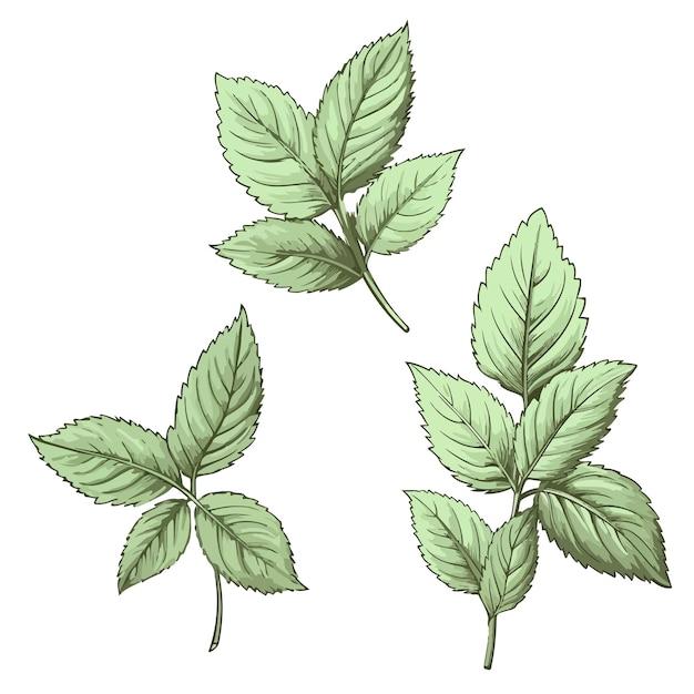 Icône D'une Feuille De Menthe Fraîche Illustration Vectorielle