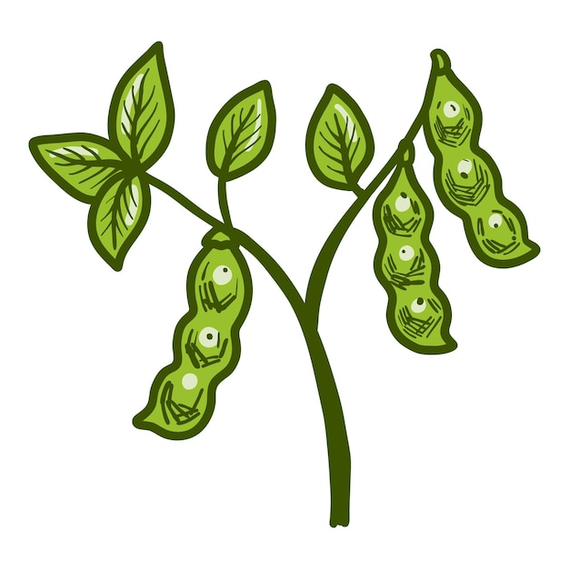 Icône de grande plante de soja Illustration dessinée à la main de l'icône vectorielle de grande plante de soja pour la conception de sites Web