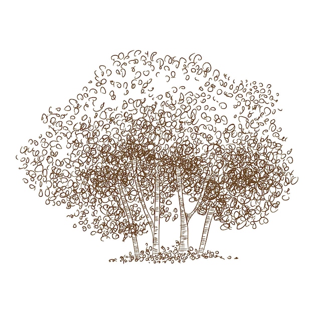 Vecteur icône de groupe d'arbres forestiers. dessinés à la main et contours illustration de l'icône de vecteur de groupe d'arbres forestiers pour la conception web