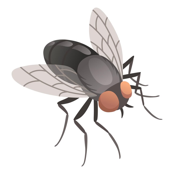 Vecteur icône d'insecte mouche domestique symbole de la faune dans le style de dessin animé insecte effrayant élément de conception graphique entomologie agrandi illustration de vecteur de couleur isolé sur fond blanc
