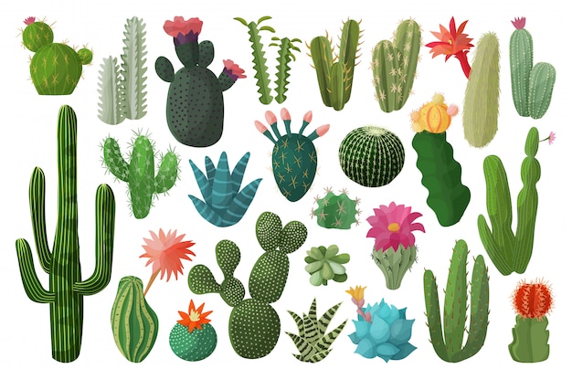 Icône De Jeu De Dessin Animé Isolé De Cactus. Illustration Cactus Mexicains Sur Fond Blanc. Dessin Animé Mis Icône Cactus Avec Fleur.