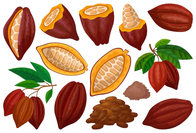 Icône de jeu de dessin animé isolé de fève de cacao. fruits au chocolat illustration sur fond blanc. dessin animé mis icône fève de cacao.