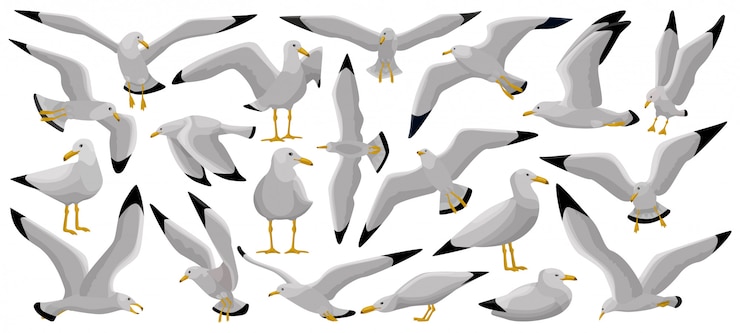 Vecteur icône de jeu de dessin animé de mouette oiseau.