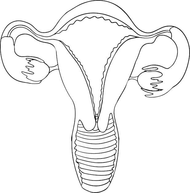 Vecteur icône de ligne vectorielle anatomique de l'utérus humain. intérieur dessiné à la main
