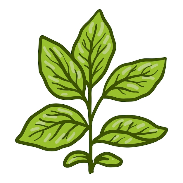 Icône de plante de soja Illustration dessinée à la main de l'icône vectorielle de plante de soja pour la conception de sites Web