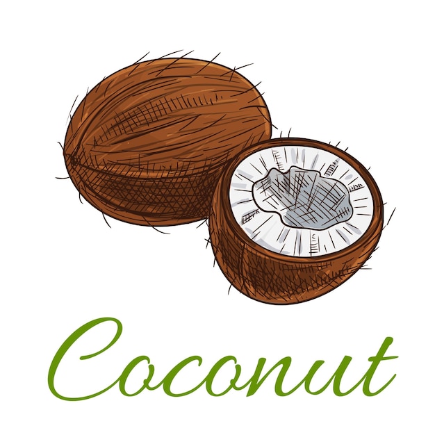 Icône de vecteur de noix de coco