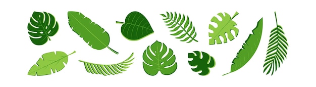 Icône Vectorielle De Feuille De Palmier Vert Jungle D'été Ensemble Feuillage Exotique Plante Tropicale Illustration De La Nature