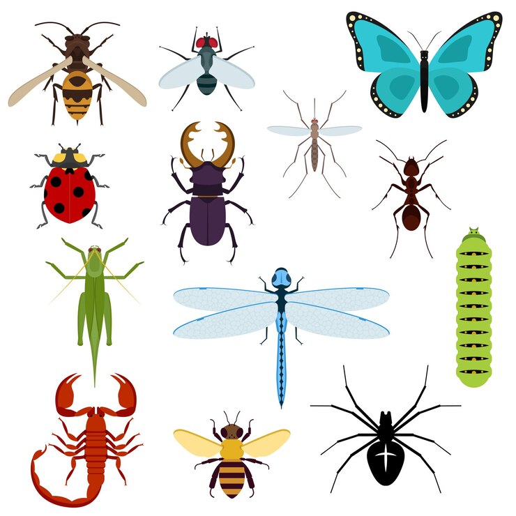 Icônes colorées d'insectes vue de dessus avec abeille, sauterelle, fourmi, mouche, libellule et coccinelle, araignée et moustique, chenille, coléoptère et scorpion. Isolé sur blanc