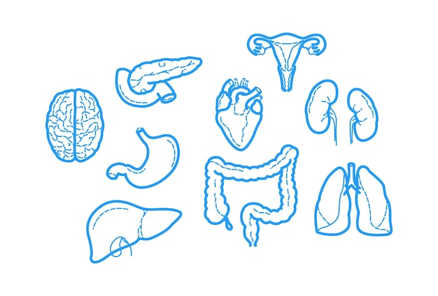 Vecteur icônes de contour sur l'anatomie humaine